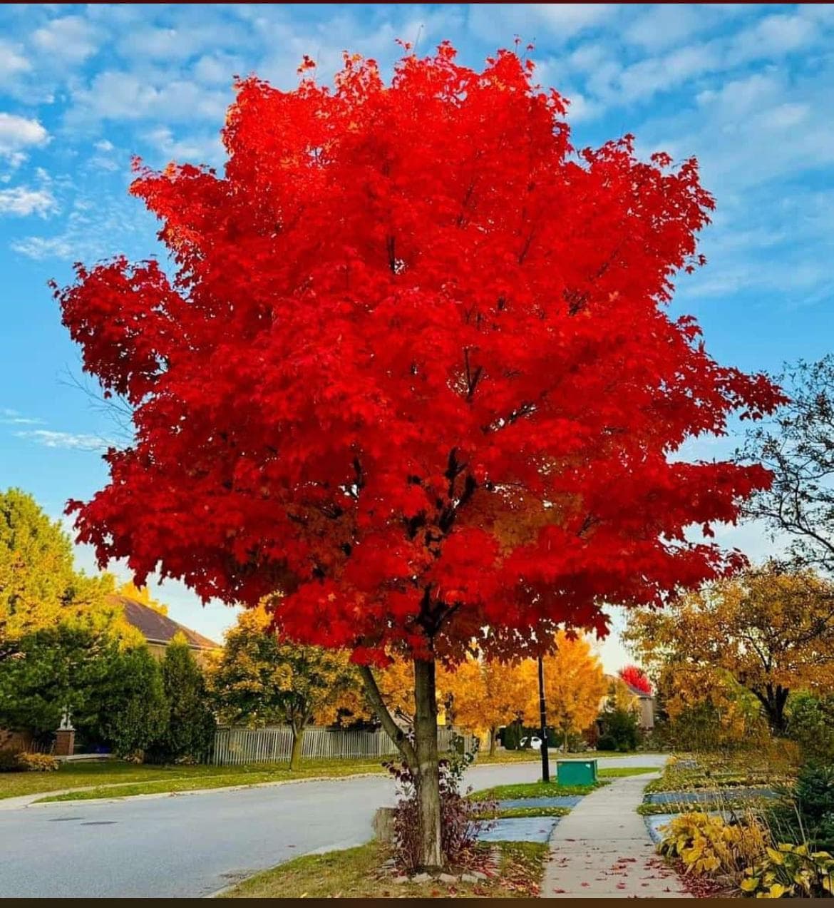Beautiful Canadian maple tree